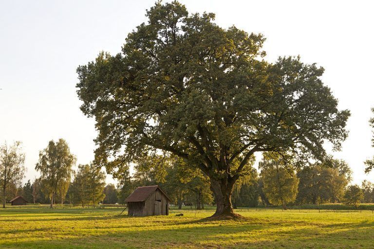 Mit dem Wettbewerb soll die öffentliche Aufmerksamkeit auf den „Baum“ gelenkt werden. <span class="copyright">conrad amber</span>