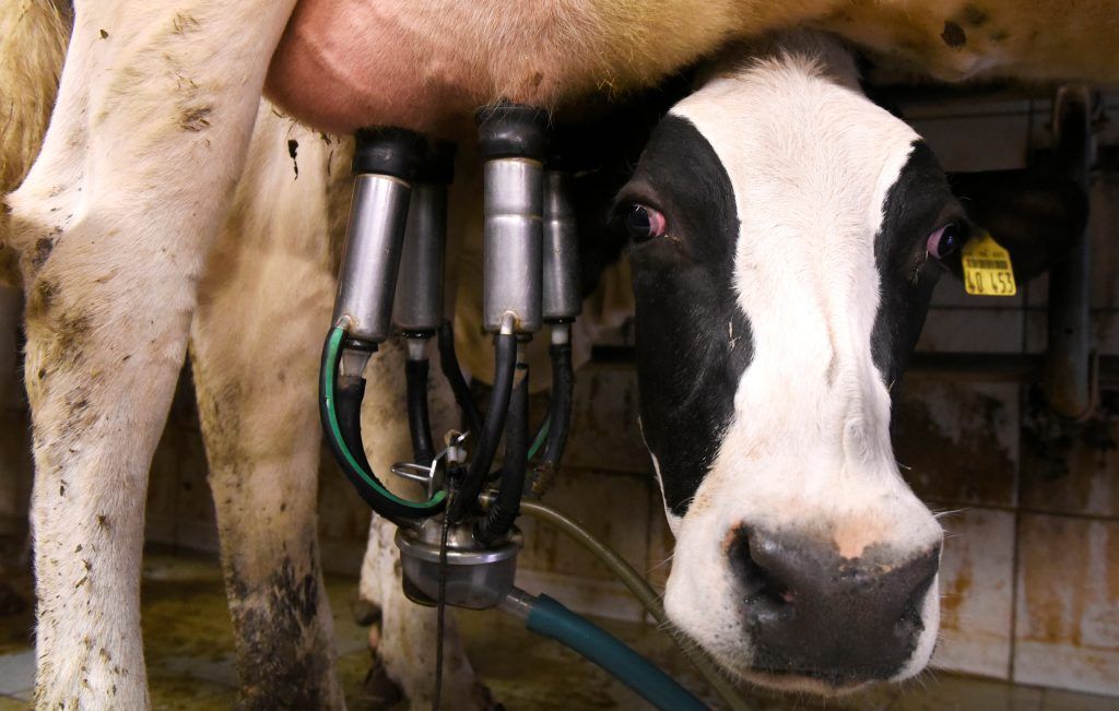 Grüne fordern: Weg von der Milchwirtschaft