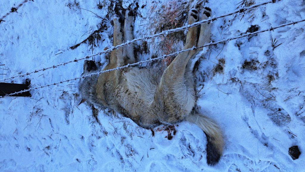 Das ist über den Wolf von Nenzing mittlerweile bekannt