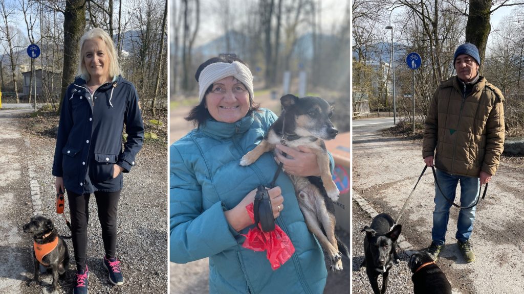 So denken Vorarlberger über einen Praxiskurs für Hundebesitzer