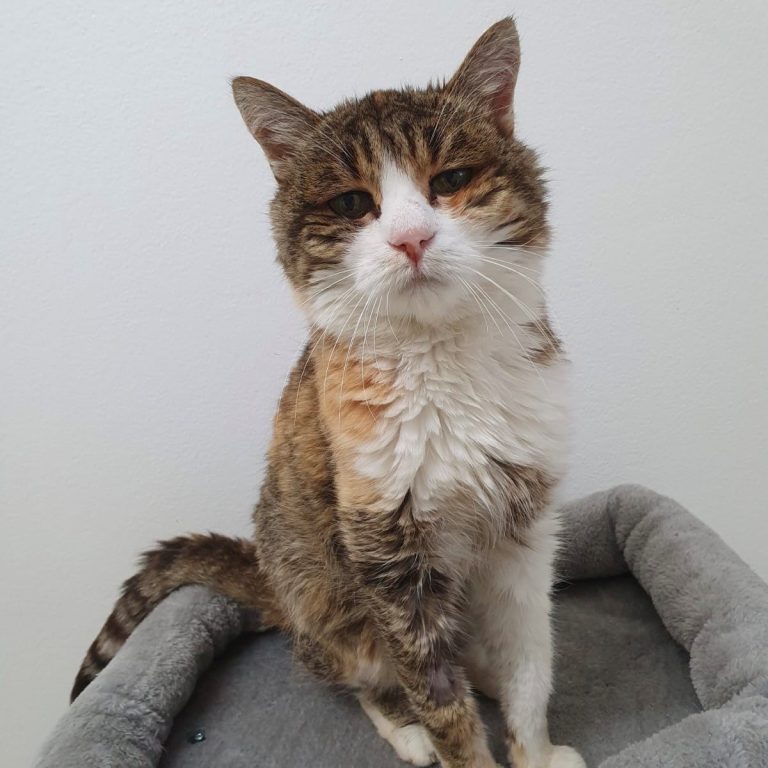 Lulu möchte ihren Lebensabend in einem schönen Zuhause verbringen.