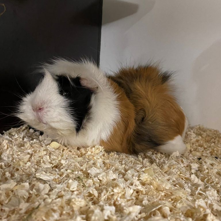 Styly und seine Freunde suchen gemeinsam ein neues Zuhause.