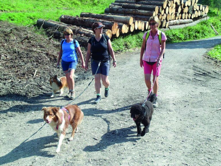 Über Stock und Stein erwandern Mensch und Hund die Bergwelt der Alpen.