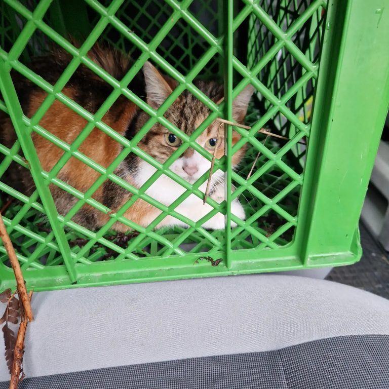 "Kali" wartete in einem Korb in der Kleintierpraxis auf ihre Rückkehr nach Hause.