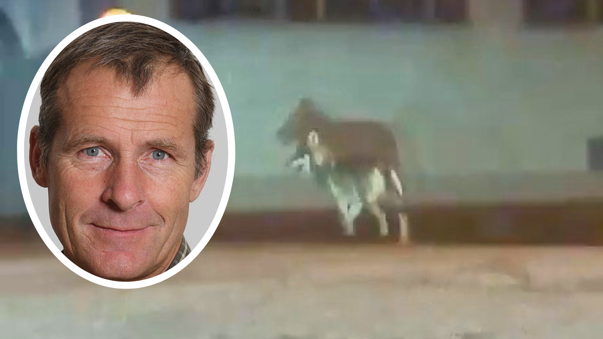 Warum die Jäger den Wolf kaum erwischen werden