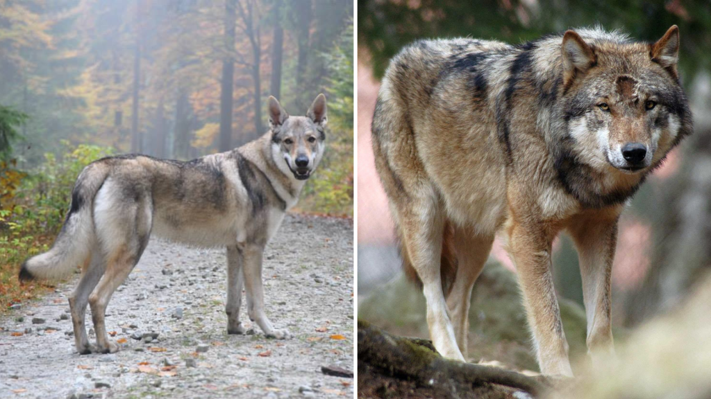 Der falsche Wolf von Altenstadt ist nicht amtsbekannt