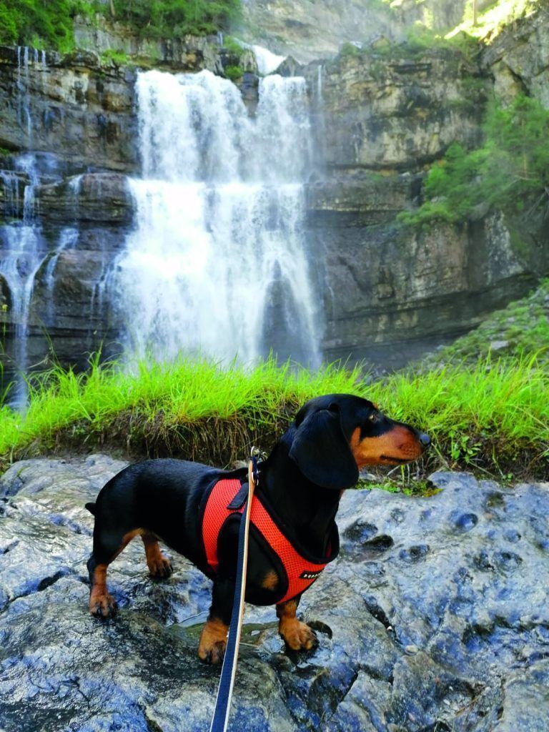 Dackeldame Trixie hält den Rekord: Sie ist die kleinste im Rudel, die die Alpenüberquerung auf der Nordroute unternahm.