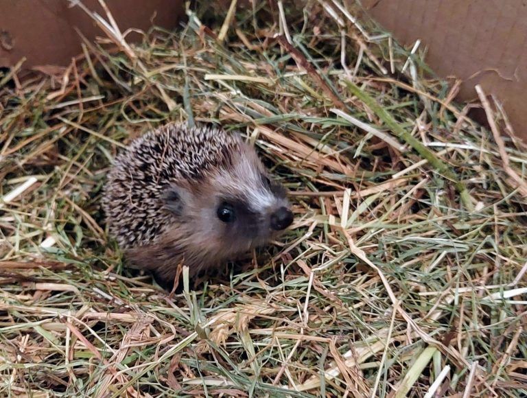 Derzeit werden vor allem Igel aufgepäppelt.