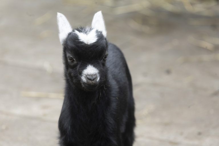 Bei den Zwergziegen im Doppelmayr-Zoo gibt es den ersten Nachwuchs. <span class="copyright">VN/Paulitsch</span>