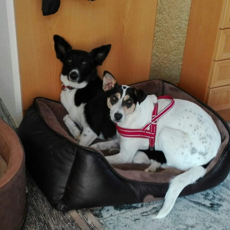 Carlos und Daisy, seine Hunde, halten Stefan fit.
