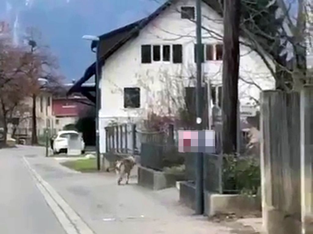 Der falsche Wolf von Altenstadt ist nicht amtsbekannt