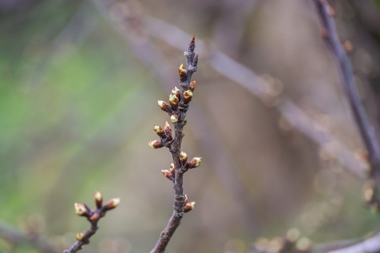 Vegetation Frost, Zu schnell treibende Vegetation, verbunden mit Obstgefahr. Treffen uns mit Obstbauexperten Ulrich Hfert