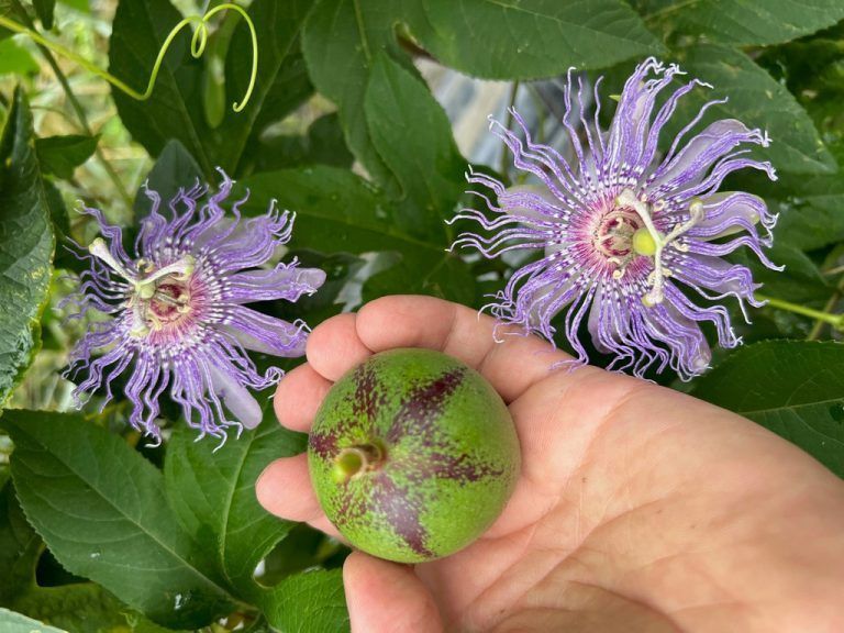 Passionsblumen könnten, ähnlich der Kiwi vielleicht bald schmackhaftes Obst liefern. - lubera