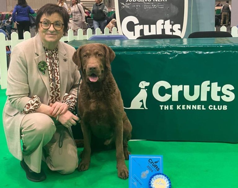 Chesapeake Bay Retriever