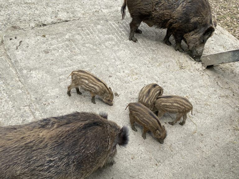 Süßer Nachwuchs im Wildpark in Feldkirch: Tierbabys bei Auerochse, Muffelwild, Gams, Luchs und Co.