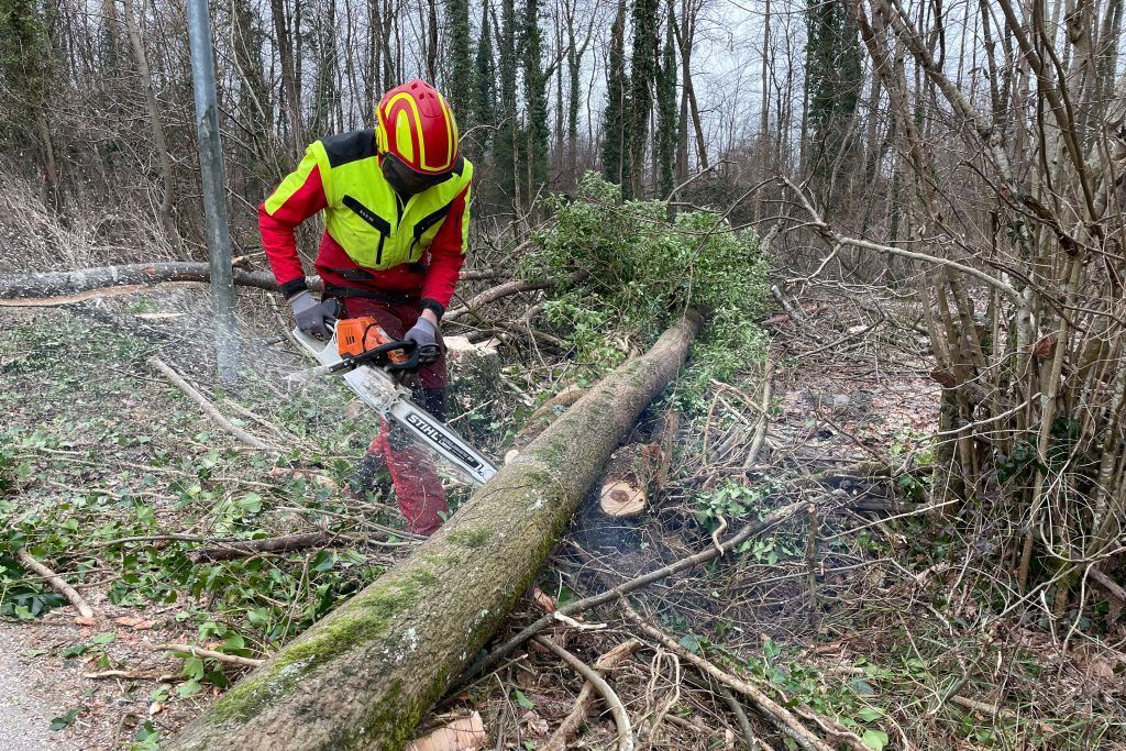 Wider das Eschentriebsterben in den Dornbirner Achauen
