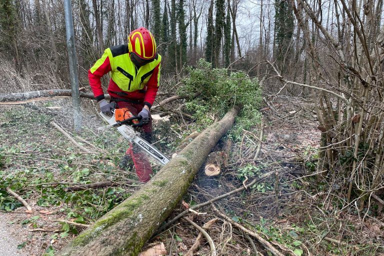Eschentriebsterben Achauen