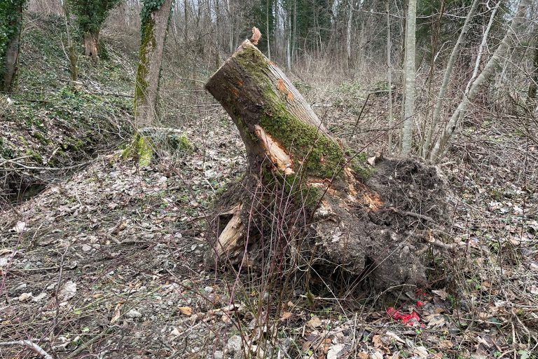 Eschentriebsterben Achauen