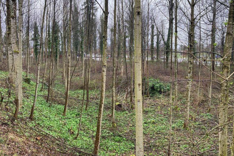 Eschentriebsterben Achauen