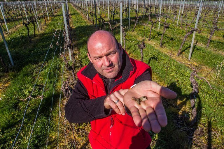Frost, Wetter, Frostschäden bei Obstkulturen, Weinreben, Weintrauben, Sepp Möth in Bregenz
