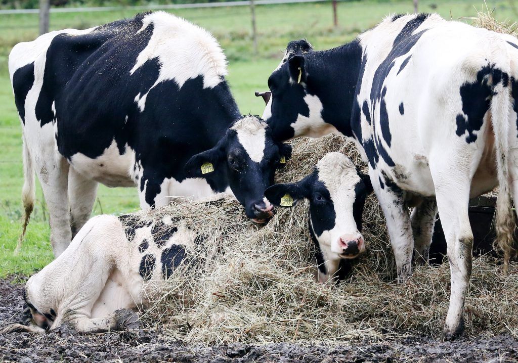 Heumilch ist landwirtschaftliches Weltkulturerbe