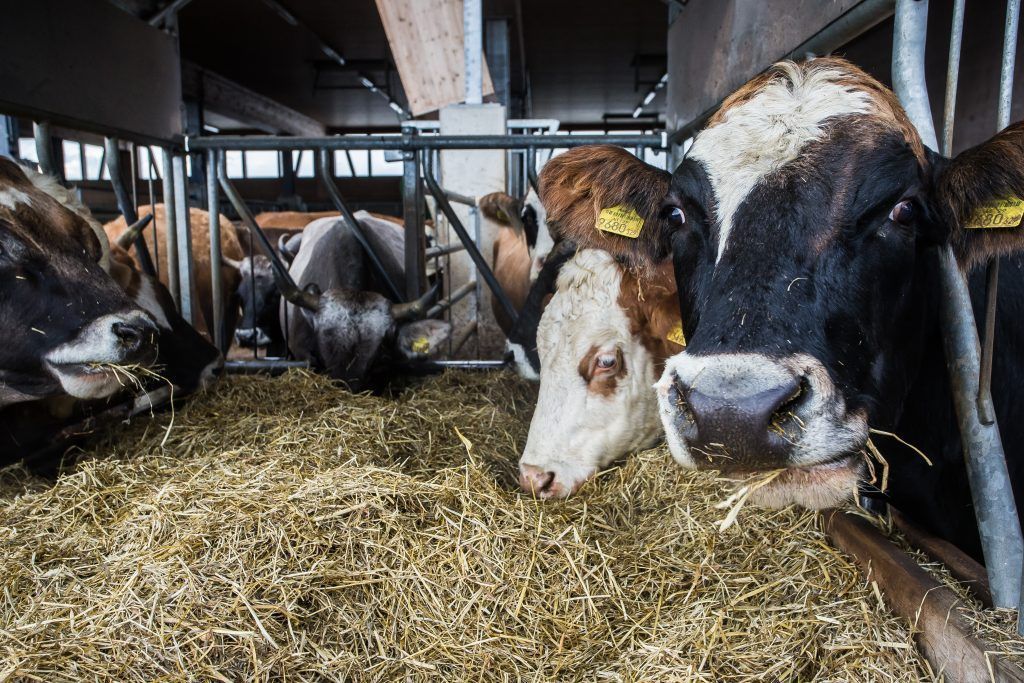 Erstmals seit zehn Jahren: Rinder-TBC verschont das Land