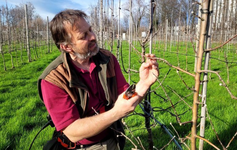 Baumschnittkurs im Obsthof Leiblachtal