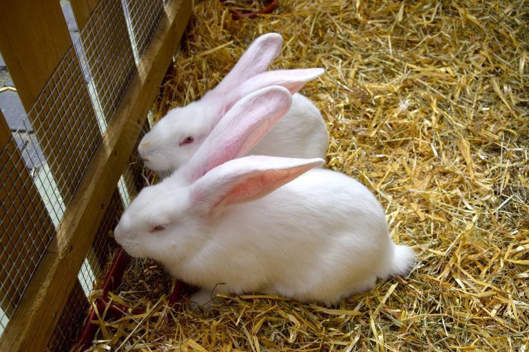 "Weiße Riesen", kleine Ausstellung des Rassekleintierzuchtvereins V11 Bludenz, Osteraktion, Atlstadt