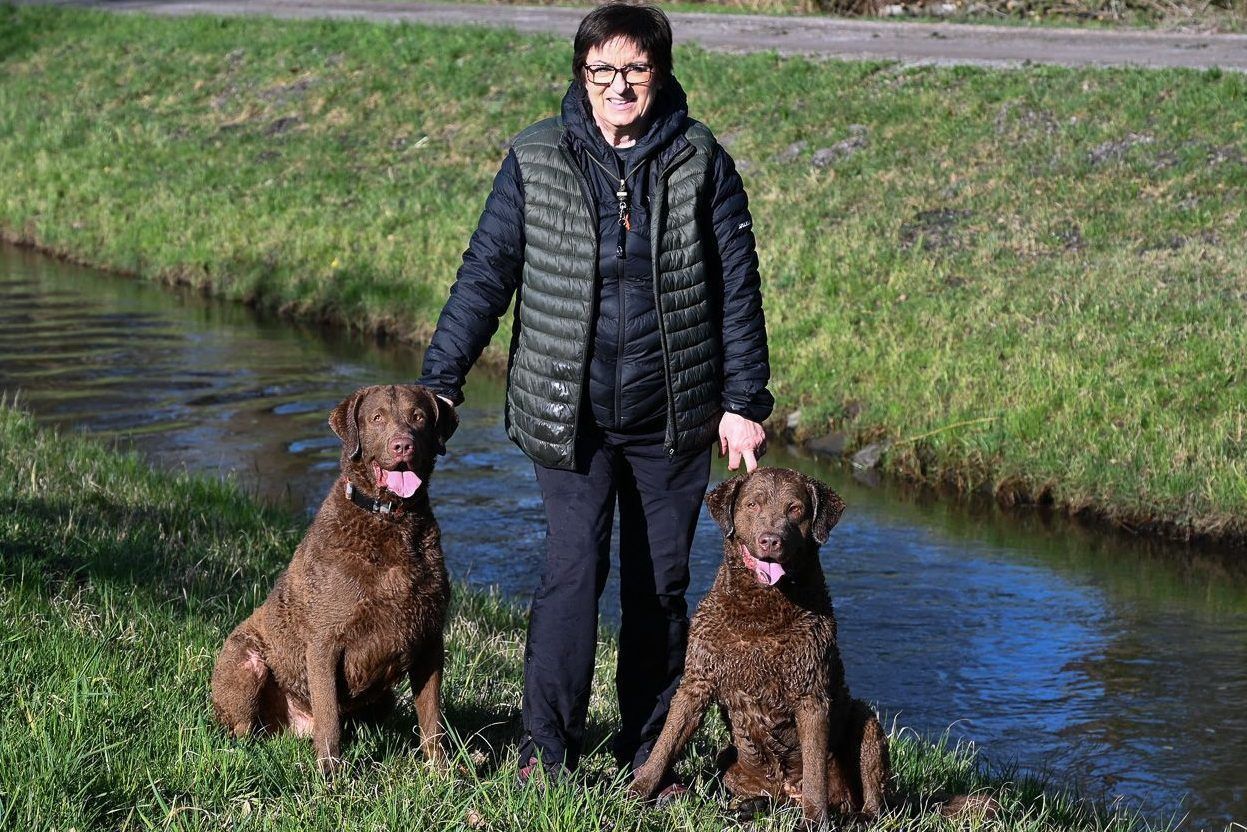 Margot Spechtenhauser war mit ihren beiden Chesapeake Bay Retriever "Acci" und "Brooks" bei der weltweit größten Hundeausstellung in England. Ihre Hunde gelten als schönste der weltweit. - © bvs