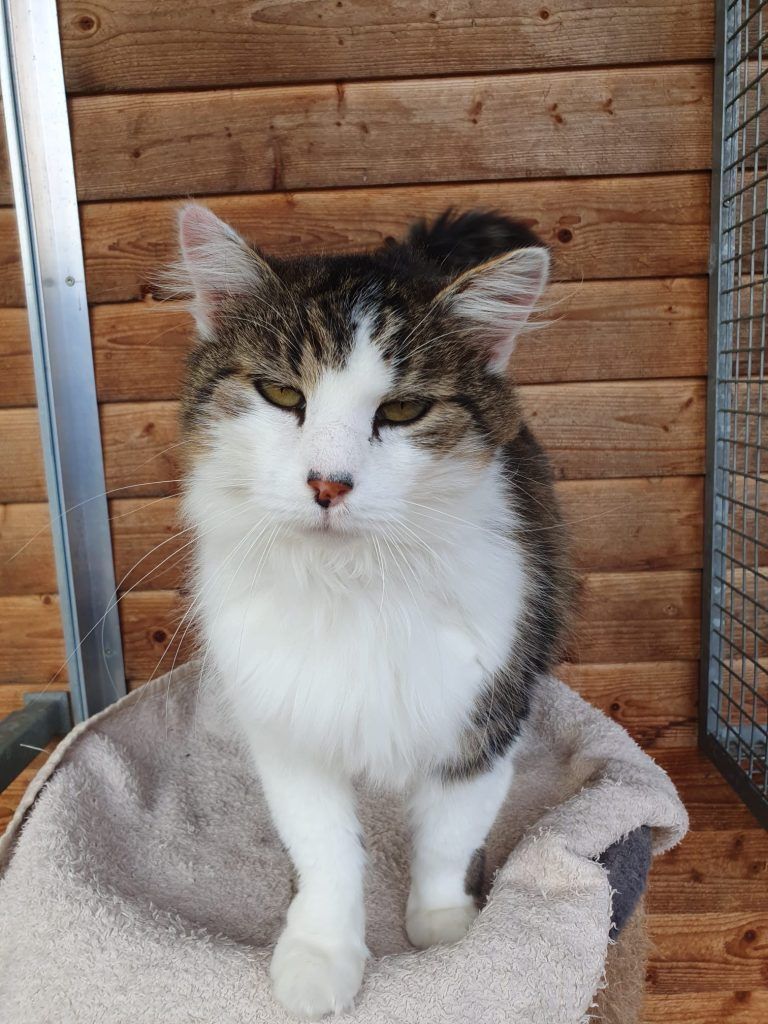 Tierecke KW 10