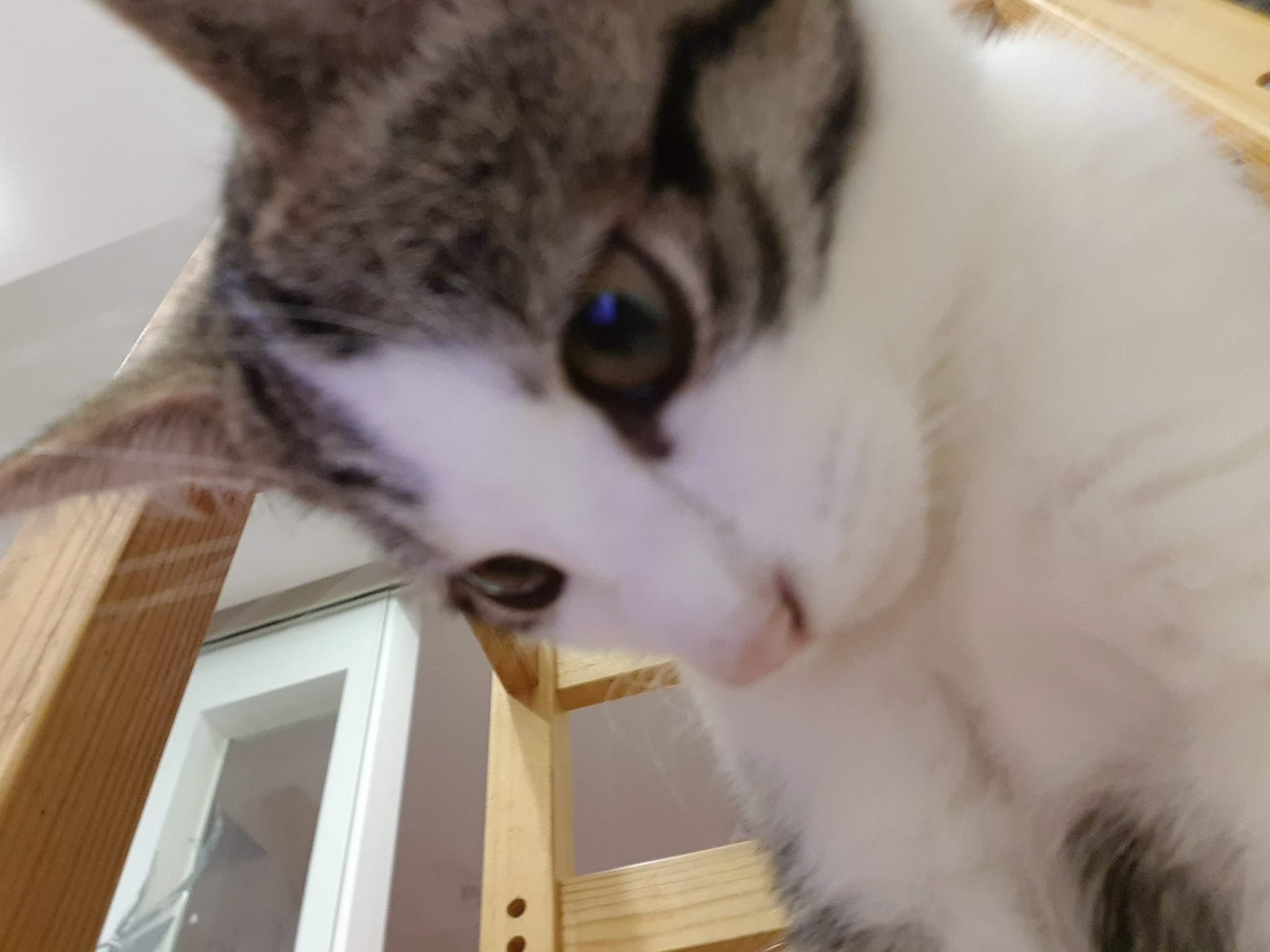 Kater Leo