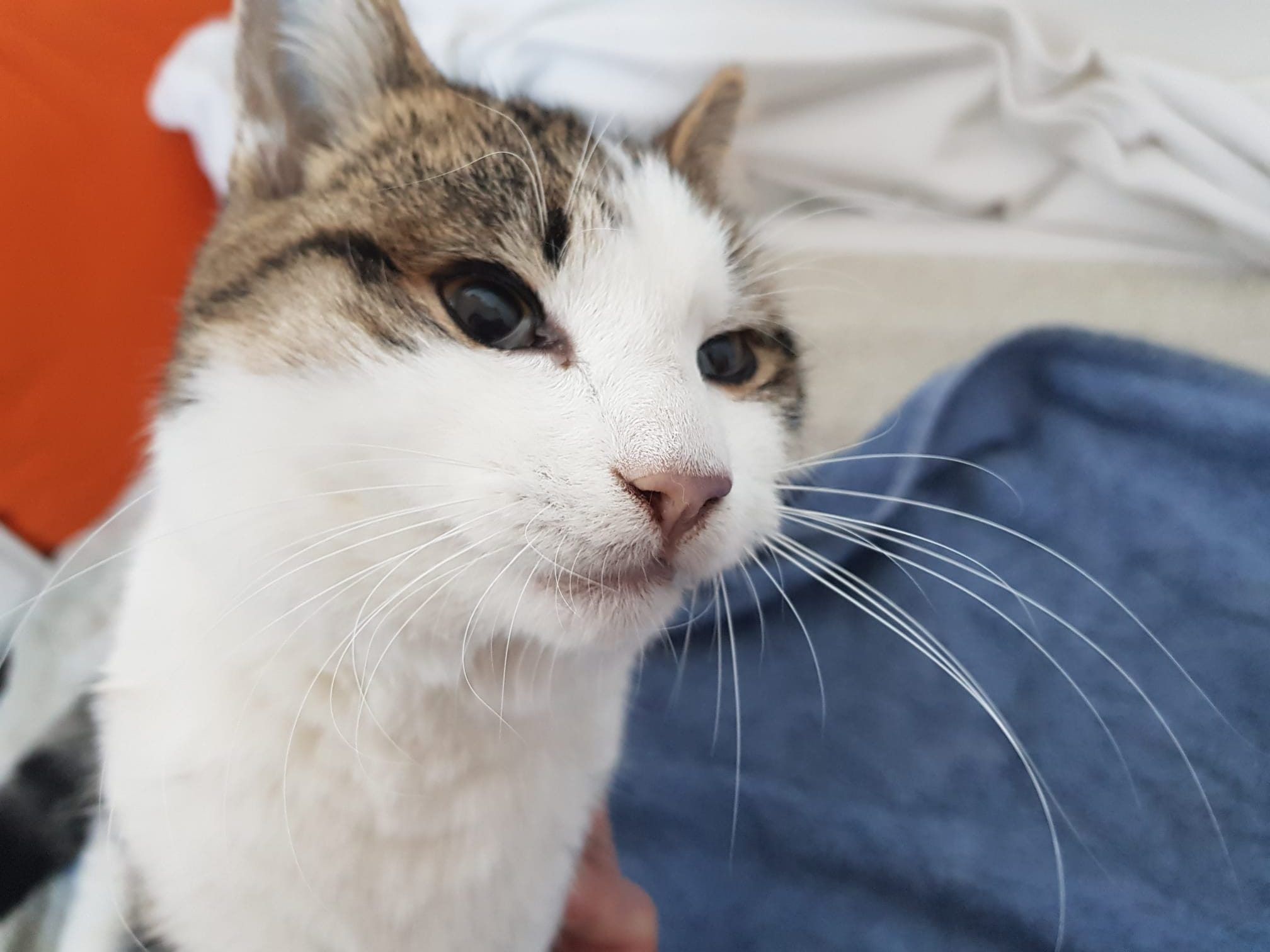 Kater Leo
