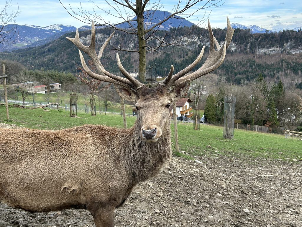 Wildpark-Shuttle startet in die neue Saison