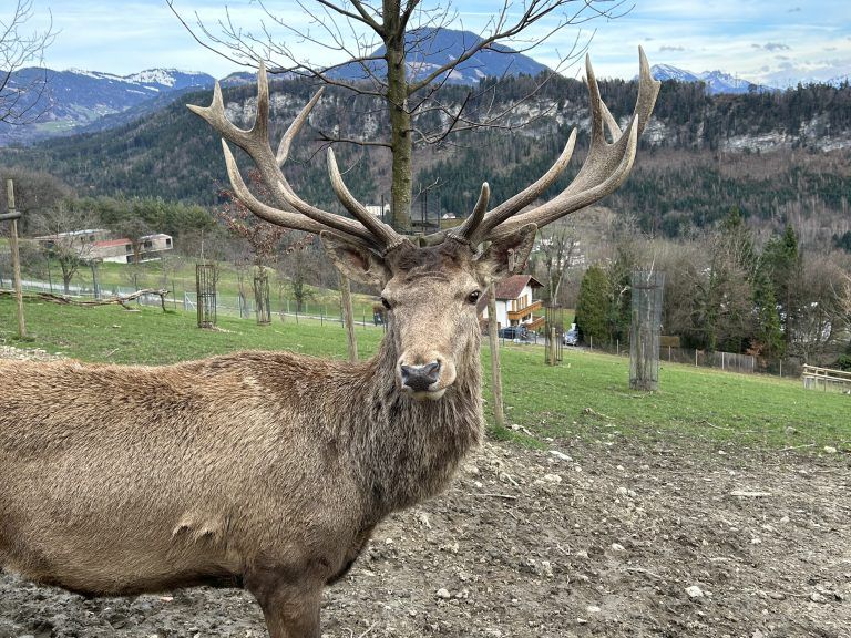 Wildpark Symbolbilder