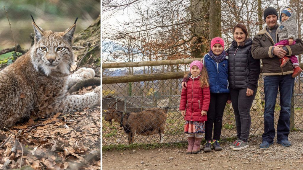 Wildpark Feldkirch: Darauf dürfen sich Familien freuen
