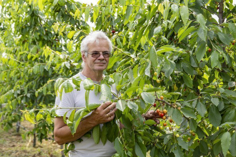 Bertram Nachbaur Fraxner Kirsshen kirschbäume Ernte Landwirtschaft