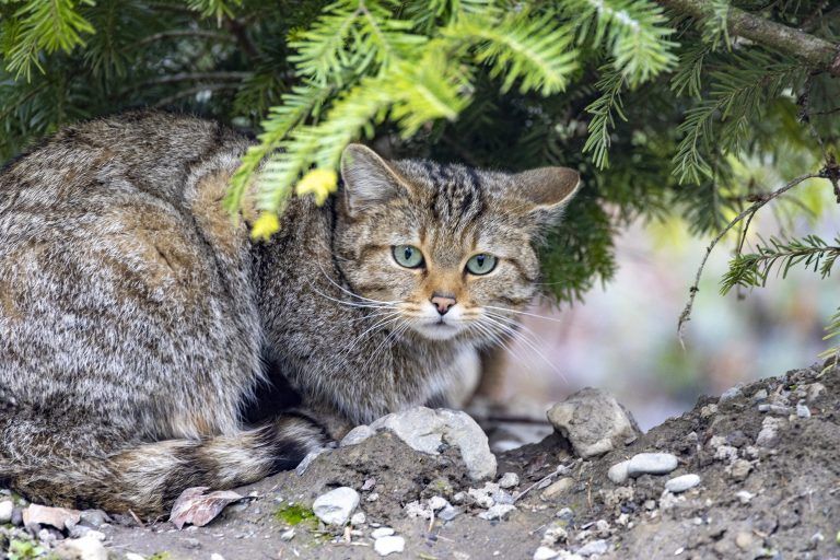 Wildpark Feldkirch Erweiterung Wildtiere Luchs Wildkatzen Wildschwein Besucher Steinbock Reh Esel Fütterung