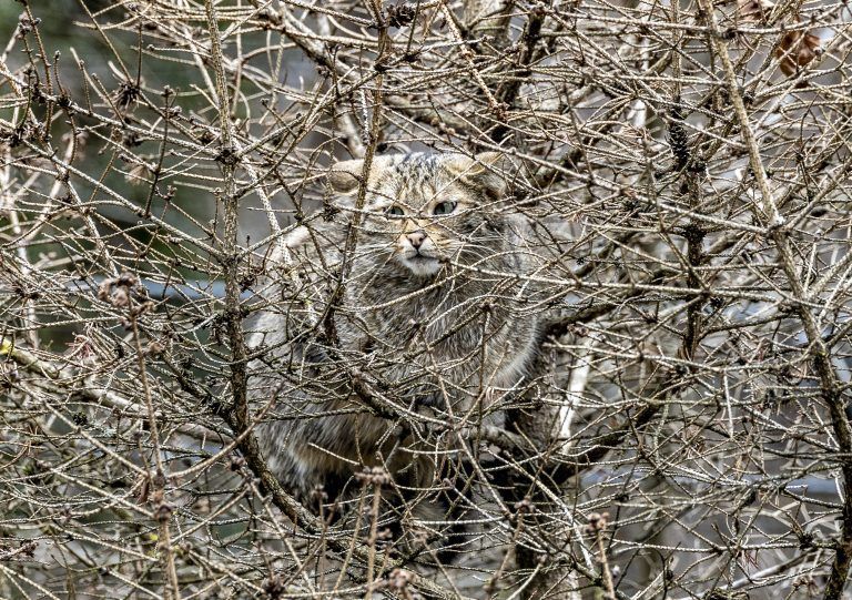Wildpark Feldkirch Erweiterung Wildtiere Luchs Wildkatzen Wildschwein Besucher Steinbock Reh Esel Fütterung