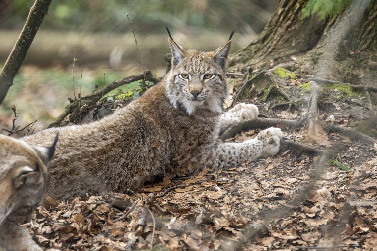 Wildpark Feldkirch Erweiterung Wildtiere Luchs Wildkatzen Wildschwein Besucher Steinbock Reh Esel Fütterung