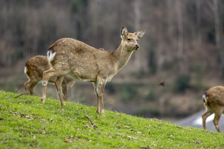 Wildpark Feldkirch Erweiterung Wildtiere Luchs Wildkatzen Wildschwein Besucher Steinbock Reh Esel Fütterung