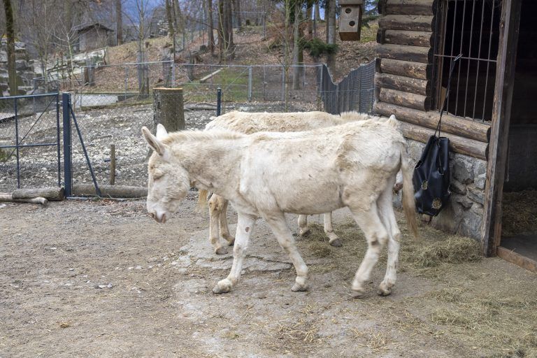 Wildpark Feldkirch Erweiterung Wildtiere Luchs Wildkatzen Wildschwein Besucher Steinbock Reh Esel Fütterung