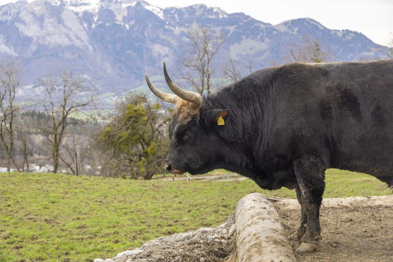Wildpark Feldkirch Erweiterung Wildtiere Luchs Wildkatzen Wildschwein Besucher Steinbock Reh Esel Fütterung