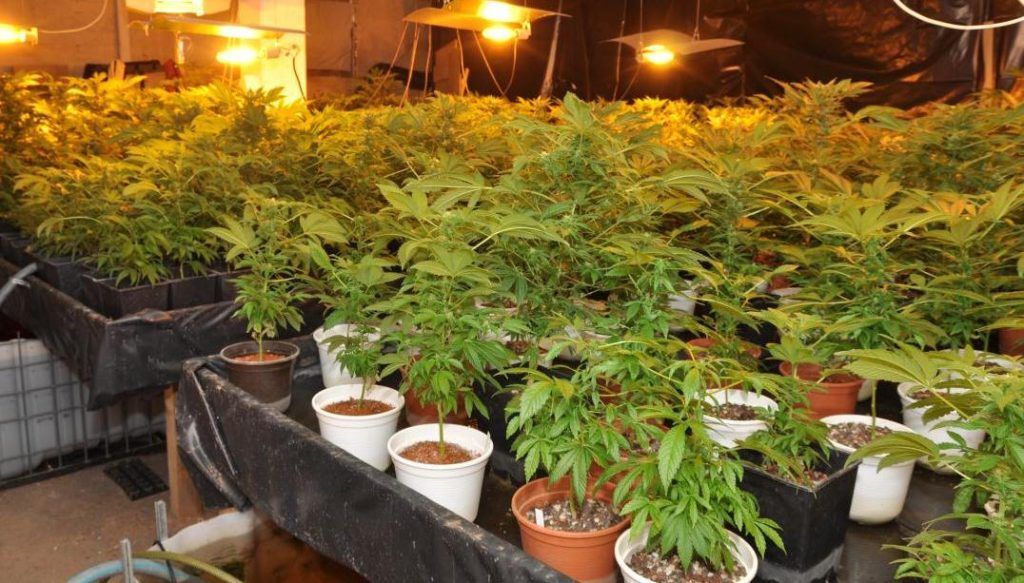 Wallner zur Cannabis-Freigabe in Deutschland: "Wurden nicht gefragt"