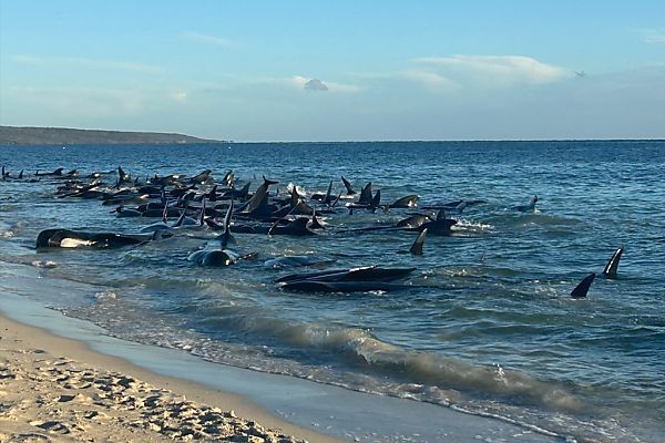 100 Grindwale nach Strandung in Australien gerettet