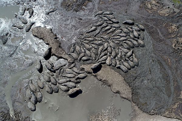 Dürre: Vielen Nilpferden droht Tod in Botswana