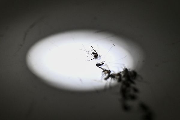 &#8220;Malariamücke&#8221; taucht nach 50 Jahren wieder in Italien auf