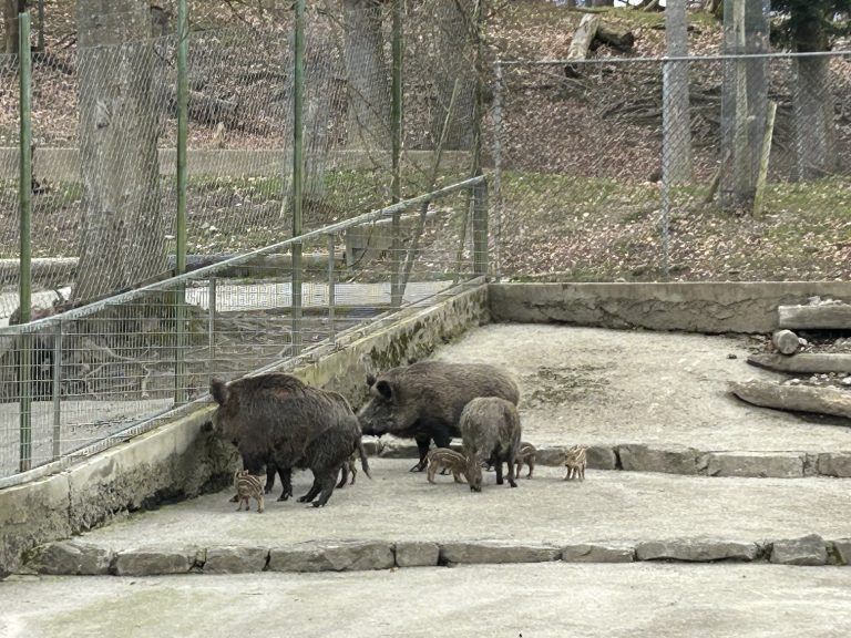 Wildpark Jungtiere