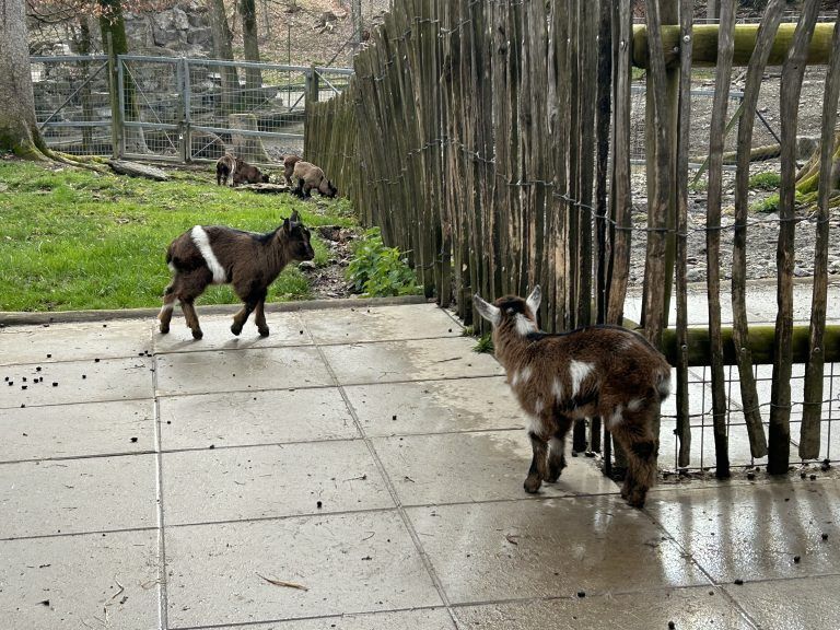 Wildpark Jungtiere