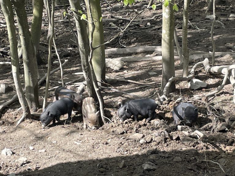 Wildpark Jungtiere