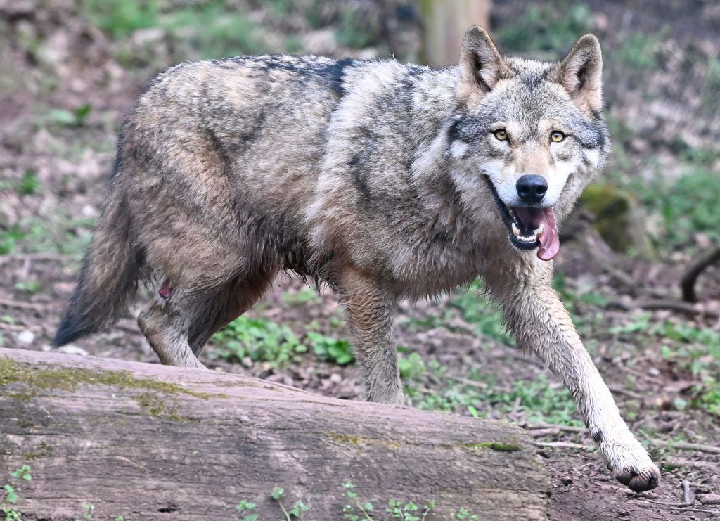 Dem Wolf geht es wieder an den Kragen